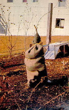 Rotted sawdust is an excellent mulch for flower beds. Note the way in which the staked fig tree is protected by a bag of sawdust too.